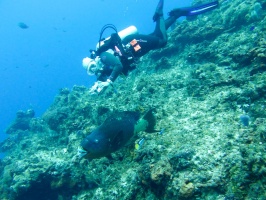 Diver with Rainbow Parrotfish IMG 9290